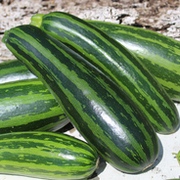 Zucchini und Pattison Zucchini und Pattison
